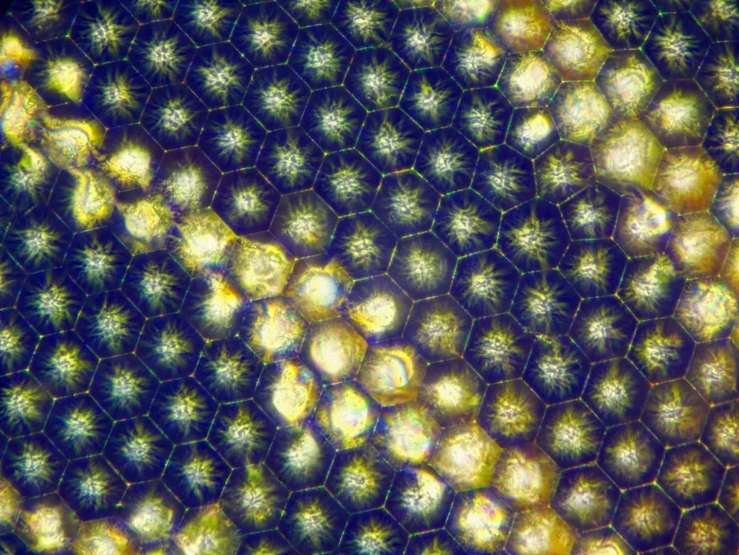 Ab H. Baas, detailfoto facetoog rood weeskind